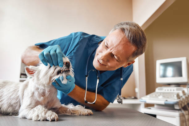 Trusted NC Emergency Dental Service Experts